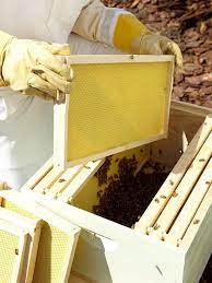 5 Steps To Start A Beehive In Your Backyard Bee Hive Starting A Beehive Bee Keeping
