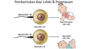 Cara program anak perempuan, dan penjelasan ibu hamil anak perempuan dan terimakasi untuk kunjungan kehalaman ini samapai jumpa. 5 Faktor Penting Cara Membuat Anak Laki Laki Atau Perempuan Jasa Derek Mobil Jasa Towing