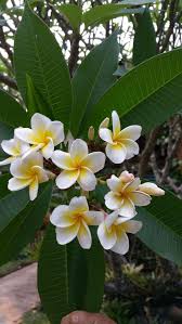 30 Most Beautiful Flowers In The World A Z Hd Images Jessica Paster Beautiful Flowers Plumeria Flowers Types Of White Flowers