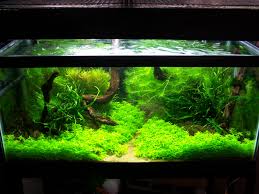 Rsm 130d top aquascapes/fts aquarium ideas pinterest tops. Aquascape Aquarium Designs
