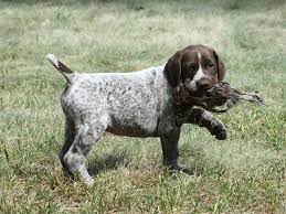 German Shorthaired Pointer German Shorthaired Pointer Dog German Shorthaired Pointer Pointer Dog