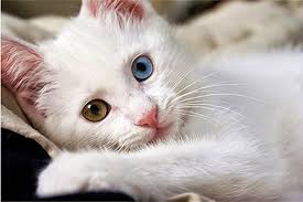 Kedi Kedi Turleri Ve Ozellikleri Kedi Gen Tr