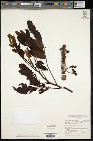 Image result for Glenniea africana