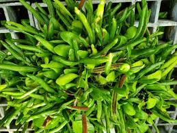 Image result for Lepisorus