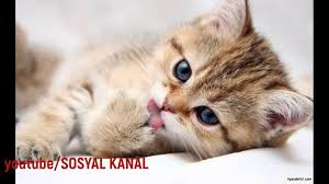 Sesi Kedi Sesi