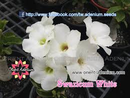 Image result for Adenium swazicum