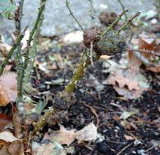 Rose Rosa Spp And Hybrids Crown Gall Pacific Northwest Pest Management Handbooks
