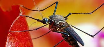Located less than an hour from the cities of washington d.c., baltimore, and gettysburg, frederick, maryland, is pests found living throughout frederick can cause a lot of problems if they make their way inside your home. Why You Should Have Year Round Pest Control For Your Virginia Home