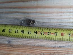 Image result for site:byggahus.se insektsangrepp