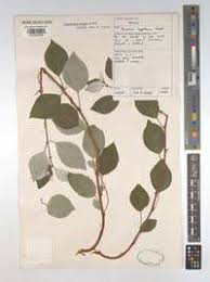 Image result for Pouzolzia mixta