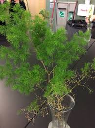 Image result for Asparagus macowanii