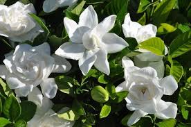 See full list on gardenguides.com How To Take Care Of Your Gardenia Jasminoides Cape Jasmine My Green Chapter