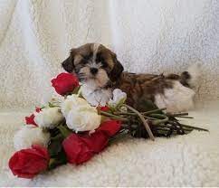 1 kedi 1 kopek sahiplendirme ilanlari shih tzu evcil hayvanlar kopek