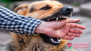 Terkena Gigitan Anjing Cepat Lakukan 3 Hal Ini Untuk Hindari Rabies Healthnesia Kesehatan Gayahidup Sehat Diet Tips Saran Kecantikan Diet Li Kesehatan