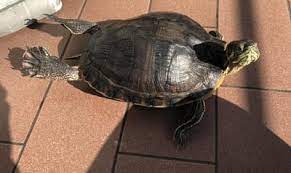 Why Is My Turtle Growing So Fast Reptile Jam