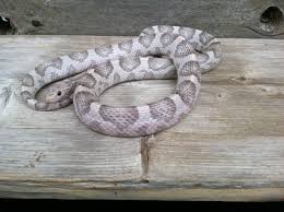 Black And White Corn Snake Morph A Moonstone Anery Lavender Cornsnake Corn Snake Pet Snake Cornsnake Morphs