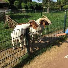 Am Wochenende Waren Wir Zu Besuch Beim Streichelzoo Im Dusseldorfer Sudpark Volksgarten Der Kleine Bauernhof Wird Lieb Streichelzoo Sud Park Bauernhofleben