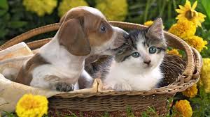 pin on dog
