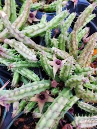Image result for Huernia procumbens