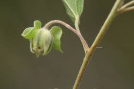 Image result for Malvaceae: Byttnerioideae, Helicteroideae