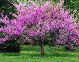 Free shipping on orders over $99 with arrive alive guarantee from the tree center. Eastern Redbud Cercis Canadensis 20 Or 200 Seeds Etsy In 2021 Patio Trees Eastern Redbud Tree Redbud Tree