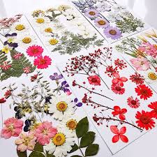 We did not find results for: Multiple Beautiful Real Pressed Flower Dried Flowers For Art Craft Scrapbooking Resin Jewelry Craft Making Phone Case Buy At The Price Of 2 08 In Aliexpress Com Imall Com