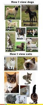 Dog Breeds Vs Cat Breeds Meme Lol Grappige Dieren Hondenspullen Schattigste Dieren