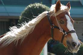 Copyright © 2021 カラオケうたてん all rights reserved. ã‚¤ã‚±ãƒ¡ãƒ³ å¤–è¦‹ãŒæ ¼å¥½è‰¯ã‹ã£ãŸé¦¬ãŸã¡ ã‚®ãƒ£ãƒ³ãƒ–ãƒ«çŽ‹ã«ä¿ºã¯ãªã‚‹