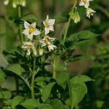 Image result for Solanum giganteum