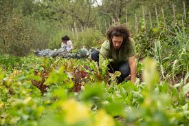 „dauerhafte landwirtschaft oder „dauerhafte kultur) ist ursprünglich ein nachhaltiges konzept für landwirtschaft und gartenbau, das darauf basiert. Permakultur Im Garten Planen Hausinfo