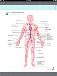 Pin On Chapter 21 The Cardiovascular System Blood Vessels And Hemodynamics