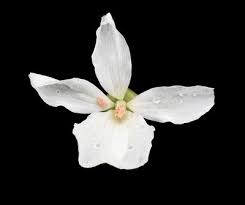 Image result for Pelargonium luridum