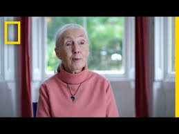 The jane goodall #hopecast episode 2! How To Watch Jane Goodall Documentary 2020 Online Free Heavy Com
