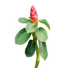 Image result for Costus