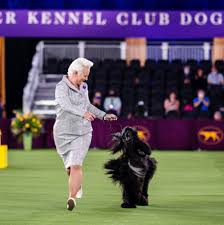 Due to the pandemic, the american kennel club have decided to move the show, temporarily, to a new date and. Ya8gce Oonsdzm