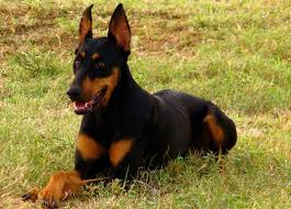The doberman pinscher has an average chance of biting somebody. Everything About Your Doberman Shepherd Luv My Dogs
