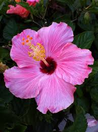 Maybe you would like to learn more about one of these? Hibiscus Florida S Second State Flower Orange Blossom Is The Official Flower Hibiscus Plant Florida Flowers Hibiscus