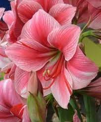 Amaryllis Gervase Incredibly Gorgeous Pretty Flowers Amaryllis Flowers Beautiful Flowers