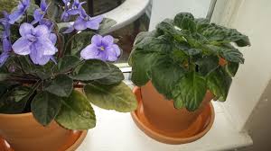 Starting a violet leaf is easy, fast, and inexpensive. African Violet Has Droopy Leaves And White Spots On Soil Helpfulgardener Com