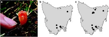 Image result for Exochaenium oliganthum