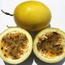 Select from 3,558 premium passion fruit of the highest quality. 10 Yellow Passion Fruit Vine Passiflora Edulis Flavicarpa Etsy In 2021 Puerto Rico Food Delicious Fruit Yellow Passion Fruit