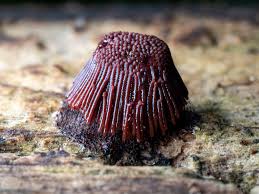 Image result for Stemonitis splendens