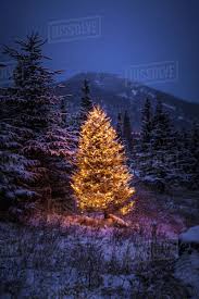 4:06 gone to the snow dogs recommended for you. Lighted Christmas Tree In Forest Of Snow Covered Trees In Winter Alaska United States Of America Stock Photo Dissolve