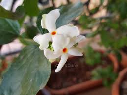 We did not find results for: Parijat Flowers Growing Parijat Plant In Pots Vanita S Corner