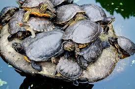 It's fine to feed your pet a commercial brand of turtle food, most of which are specifically formulated for complete nutrition. How Long Do Red Eared Sliders Brumate The Turtle Hub