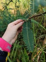 Image result for Sesbania sesban