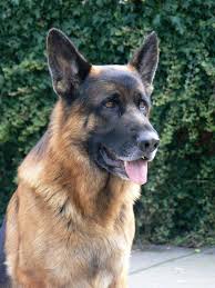The german shepherd dog is bred in the coat varieties: Dogs New Zealand Shephaven Kennels Nz Registered Breeders Of German Shepherd Dog Stock Coat German Shepherd Dog Long Stock