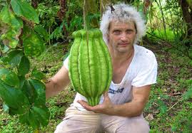 Image result for Telfairia