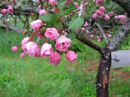 Fragrant, rose pink, double flowers bloom in abundance in spring (april). Brandywine Crabapple Fedco Trees