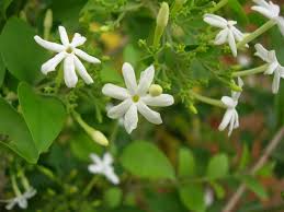 We did not find results for: Jasmine In Karnataka Wikipedia